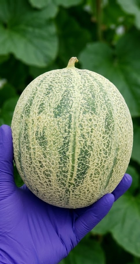Melon grown as part of published transformation research